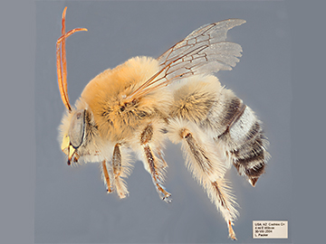 [Martinapis luteicornis male (lateral/side view) thumbnail]
